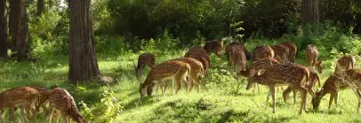 Mudumalai Sanctuary