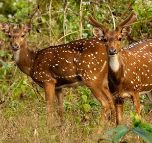 Namdapha National Park