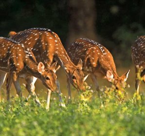 Simlipal National Park