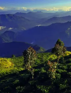 darjeeling image