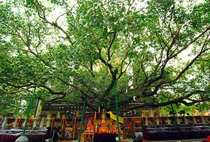 Bodhi Tree