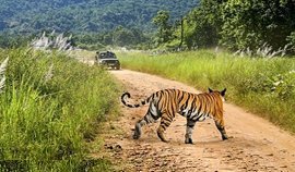 corbett-tiger-safari