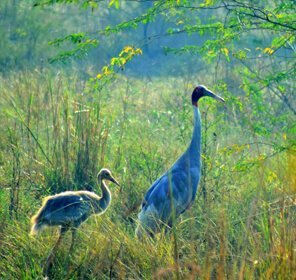 Jaipur Bharatpur Weekend Tour