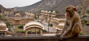 The Monkey Temple, Jaipur