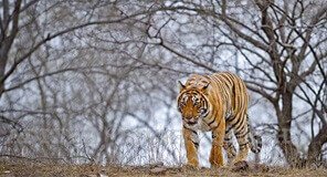 Ranthambore