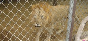 Zoological Garden, Jaipur