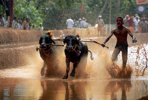 Kambala Festival