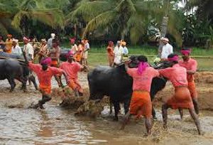 Kambala Festival