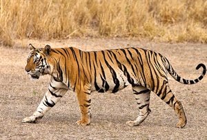 Tiger at Kanha National Park