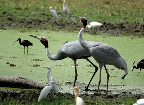 Keoladeo Ghana National Park Rajasthan