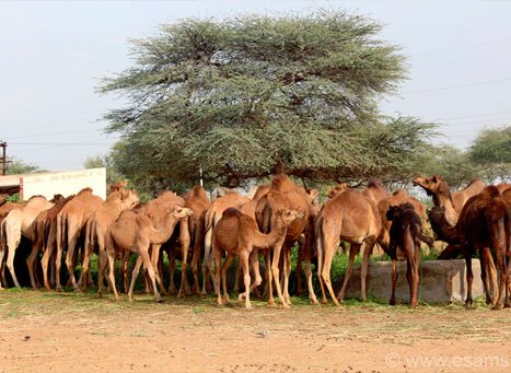 National Research Centre on Camel, Bikaner