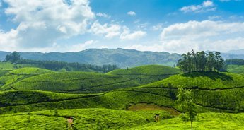 Ooty Munnar Kodaikanal Tour