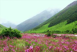 Valley of Flowers, Uttarakhand