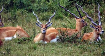 Wildlife Tour of Odisha