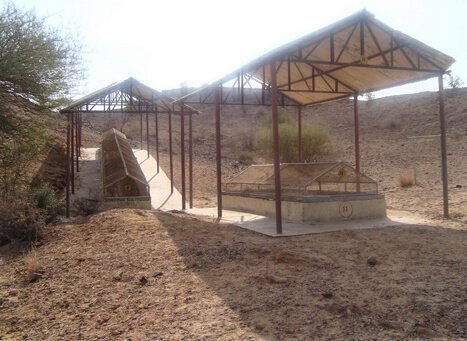 Wood Fossil Park, Jaisalmer