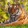 tiger image