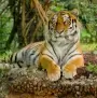 tiger image