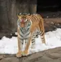 tiger image