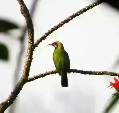 Birding in Namdapha