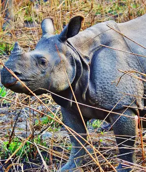 Kaziranga Wildlife Tour