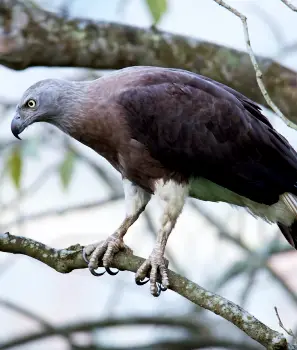 The Birds of Assam & West Bengal