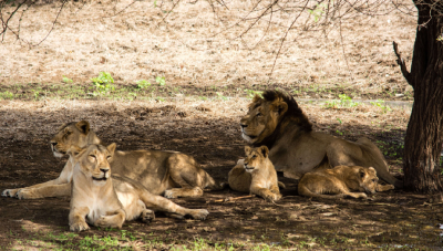 Wildlife and Heritage of Gujarat