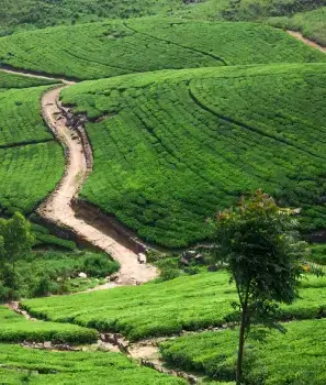 exotic-kerala