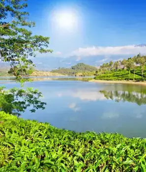 munnar-tea-tasting