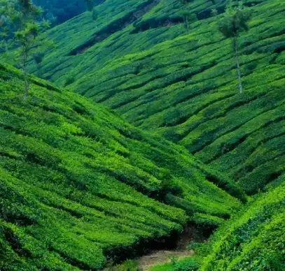 munnar-hill