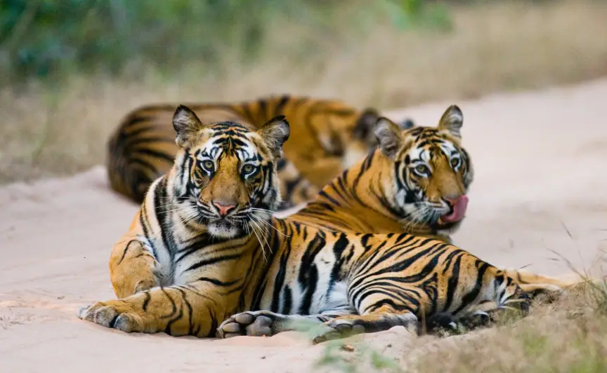 Bandhavgarh National Park