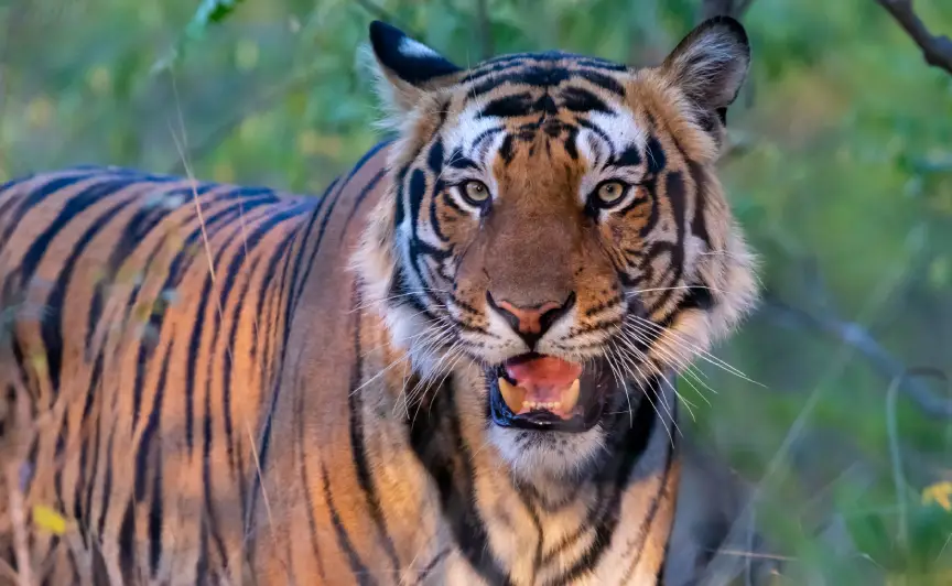 Bandhavgarh National Park