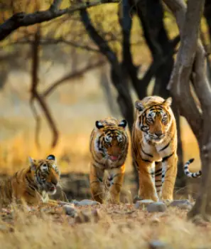 North & Central India Tiger Tour