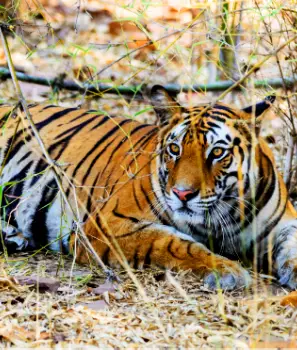 Classic India Wildlife Tours