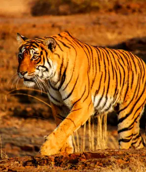 Golden Triangle & Tiger Tour