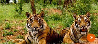 North & Central India Tiger Tour