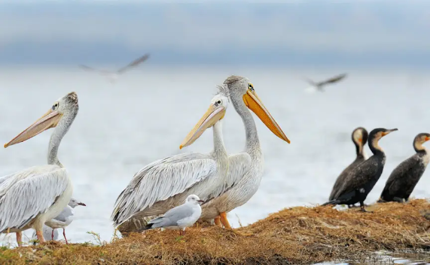 Birding in Bharatpur