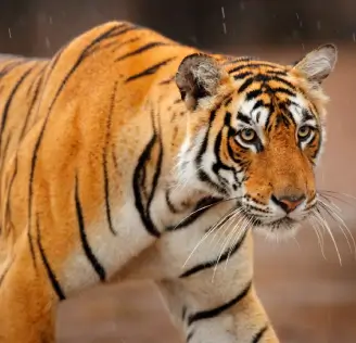 tiger image