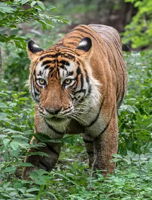 tiger image