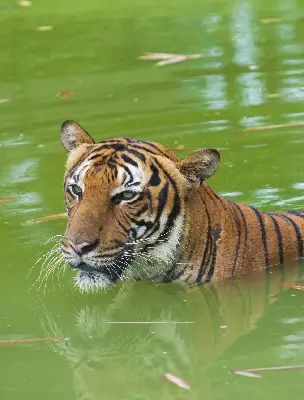 tiger image