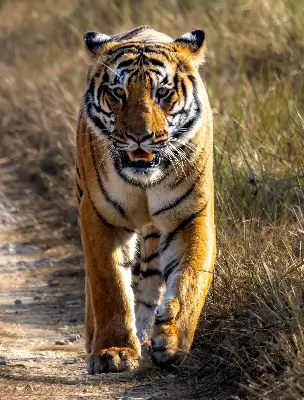 tiger image