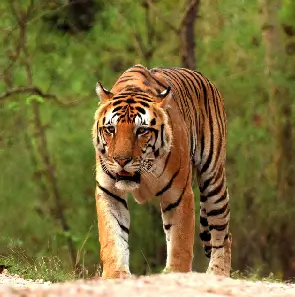 wildlife image