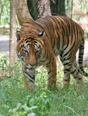 tiger image