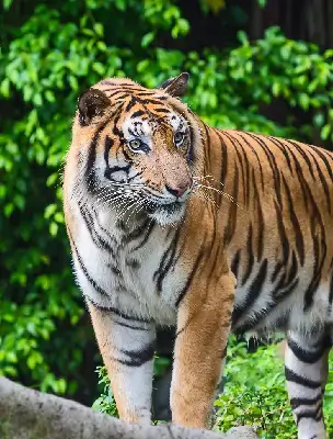 tiger image