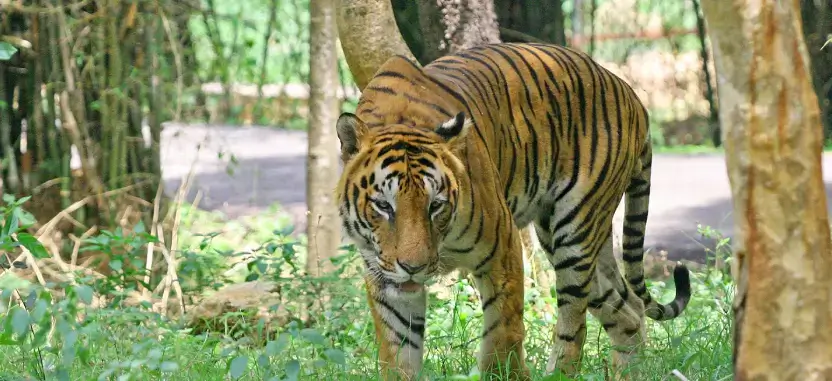 wildlife image