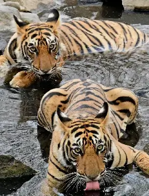 tiger image