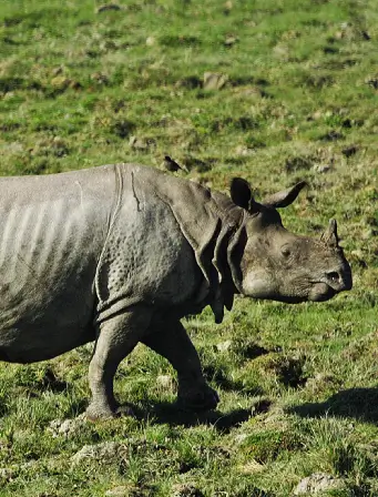 rhino image