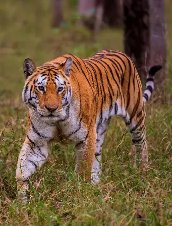 wildlife image