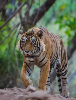 tiger image