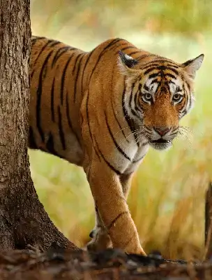 tiger image