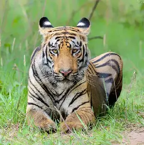 wildlife image